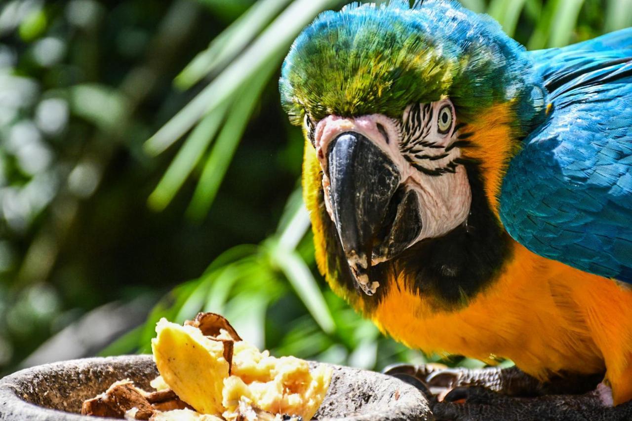 Reserva Biologica Caoba Bonda Kültér fotó